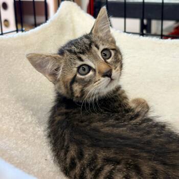 Smokey -  Domestic Short Hair Cat for Adoption in Blackfoot, Idaho - Smokey | PetCurious