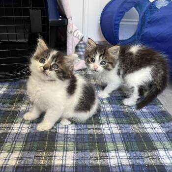 Prada -  Domestic Long Hair Cat for Adoption in New Bern, North Carolina - Prada | PetCurious