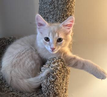 Lug Nut (siblings are Spark Plug and Chassis) -  Domestic Short Hair Cat for Adoption in Brighton, Michigan - Lug Nut (siblings Are Spark Plug And Chassis) | PetCurious