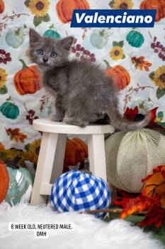 Valenciano -  Domestic Medium Hair Cat for Adoption in Sevierville, Tennessee - Valenciano | PetCurious
