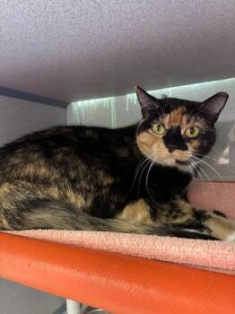 *Fruit Punch* -  Domestic Short Hair Cat for Adoption in Salt Lake City, Utah - *Fruit Punch* | PetCurious