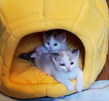 Flower -  Calico Cat for Adoption in Liverpool, New York - Flower | PetCurious
