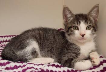 KOI -  Domestic Short Hair Cat for Adoption in Texas City, Texas - KOI | PetCurious