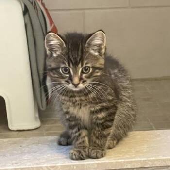Maple -  Domestic Short Hair Cat for Adoption in Pickering, Ontario - Maple | PetCurious