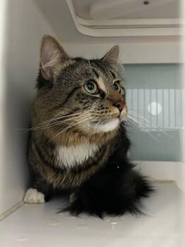 Domestic Long Hair Cats Available for Adoption in Muskegon, Michigan - Augusta | PetCurious