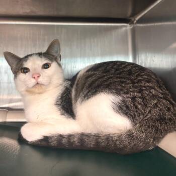 Domestic Short Hair Cats Available for Adoption in Belleville, Illinois - Falcon -Petsmart Belleville | PetCurious