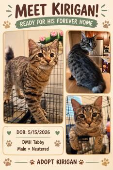 Kirigan OR14520-T -  Domestic Medium Hair Cat for Adoption in Missouri City, Texas - Kirigan OR14520-T | PetCurious