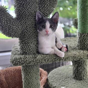 Thumbelina -  Domestic Short Hair and Russian Blue Cat for Adoption in Boca Raton, Florida - Thumbelina | PetCurious