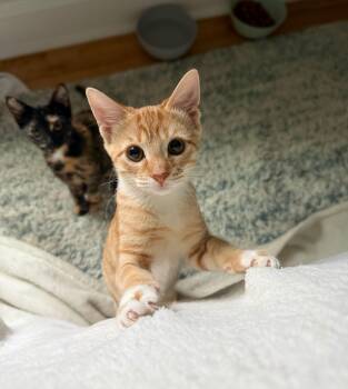 Bonkers Brett -  Tabby and Domestic Short Hair Cat for Adoption in Columbia, South Carolina - Bonkers Brett | PetCurious