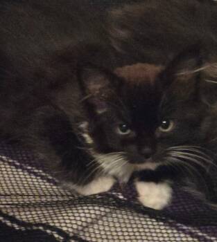 Domestic Medium Hair Cats Available for Adoption - Blackberry/ Barn Cat | PetCurious