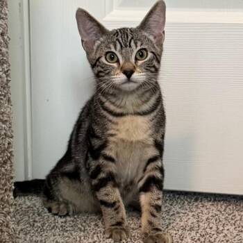 Poppy Seed -  Domestic Short Hair Cat for Adoption in Keizer, Oregon - Poppy Seed | PetCurious