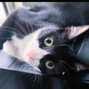 Rescue Tuxedo Cats for Adoption in Mississauga, Ontario - Bella Bee Joie De Vivre | PetCurious