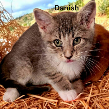 Rescue Tabby Cats for Adoption in Weems, Virginia - Danish | PetCurious