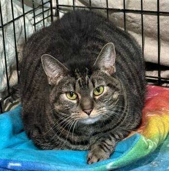 Domestic Short Hair Cats Available for Adoption - LOVEY | PetCurious