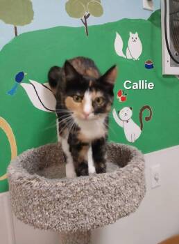 Rescue Domestic Short Hair Cats for Adoption in Temple, Pennsylvania - Callie | PetCurious