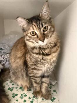 Torbie Cats Available for Adoption - Tatiana (bonded To Tristan) | PetCurious