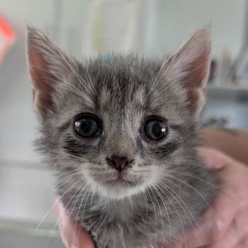 Pop -  Domestic Short Hair Cat for Adoption in Chapel Hill, North Carolina - Pop | PetCurious