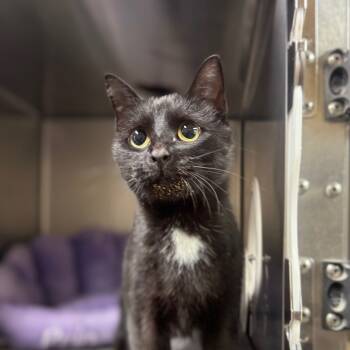 Rescue Domestic Short Hair Cats for Adoption in York, Pennsylvania - Crisp Apple | PetCurious