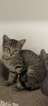 CLEATS -  Domestic Medium Hair Cat for Adoption in Sugar Land, Texas - CLEATS | PetCurious