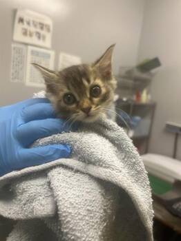 EDWEENA -  Domestic Short Hair Cat for Adoption in Kent, Washington - EDWEENA | PetCurious