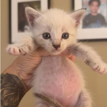 Snowberry -  Siamese Cat for Adoption in Long Beach, California - Snowberry | PetCurious