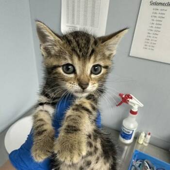 Ixor -  Domestic Short Hair Cat for Adoption in Indianapolis, Indiana - Ixor | PetCurious