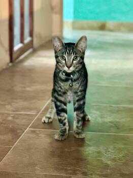 Rescue Tabby Cats for Adoption in Tustin, California - Trooper | PetCurious