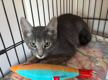 Jerry -  Domestic Short Hair Cat for Adoption in Breinigsville, Pennsylvania - Jerry | PetCurious