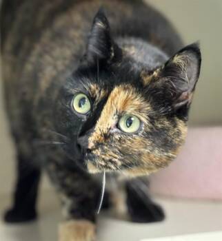 GERTRUDE -  Domestic Short Hair Cat for Adoption in Dedham, Massachusetts - GERTRUDE | PetCurious