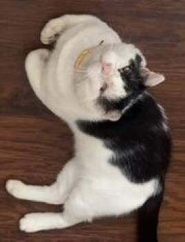 Marvin -  Domestic Short Hair Cat for Adoption in Black Mountain, North Carolina - Marvin | PetCurious