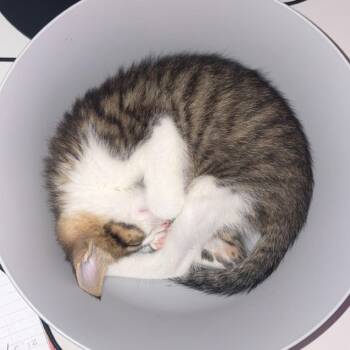 Domestic Short Hair Cats Available for Adoption in Bel Air, Maryland - Twinkie | PetCurious