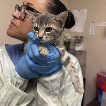 Stripes -  Domestic Short Hair Cat for Adoption in Tempe, Arizona - Stripes | PetCurious