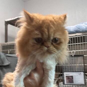 Persian Cats Available for Adoption in Clearwater, Florida - Marty | PetCurious