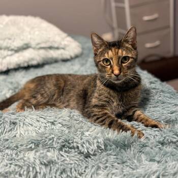 Domestic Short Hair Cats Available for Adoption in Jarrettsville, Maryland - Confetti | PetCurious