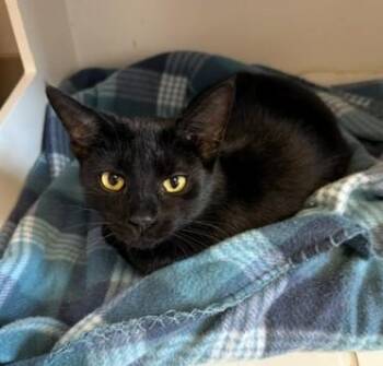 Jennifer -  Domestic Short Hair Cat for Adoption in Medina, Ohio - Jennifer | PetCurious