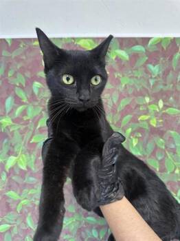 Rescue Domestic Short Hair Cats for Adoption in San Antonio, Texas - Artichoke | PetCurious