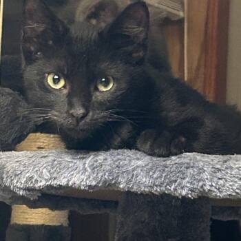Coal -  American Shorthair Cat for Adoption in Mount Vernon, Arkansas - Coal | PetCurious