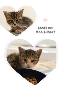 Rescue Domestic Medium Hair Cats for Adoption in Olean, New York - Max & Rose | PetCurious
