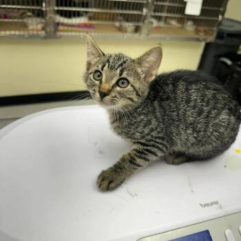 Milk -  Domestic Short Hair Cat for Adoption in Leander, Texas - Milk | PetCurious