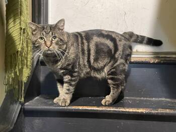 Domestic Short Hair Cats Available for Adoption - Frank | PetCurious