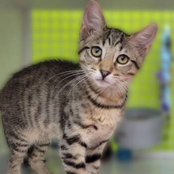 Domestic Short Hair Cats Available for Adoption in League City, Texas - Anubis | PetCurious