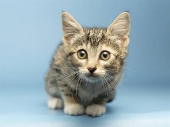 SPROUT -  Domestic Short Hair Cat for Adoption in Phoenix, Arizona - SPROUT | PetCurious