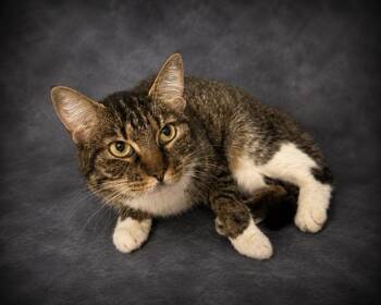 BROWNIE -  Domestic Short Hair Cat for Adoption in Winter Haven, Florida - BROWNIE | PetCurious