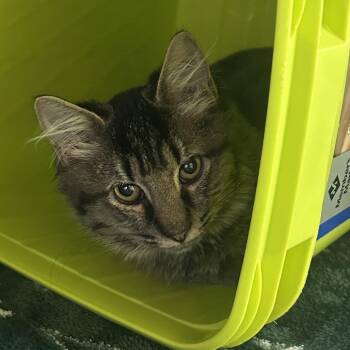 Blueberry -  Domestic Medium Hair Cat for Adoption in Emporia, Kansas - Blueberry | PetCurious