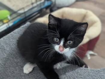 Domestic Short Hair Cats Available for Adoption in Tustin, California - ABE | PetCurious