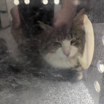 Ravioli -  Domestic Long Hair Cat for Adoption in Charlottesville, Virginia - Ravioli | PetCurious