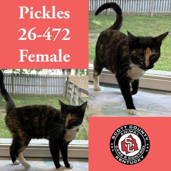 Domestic Short Hair Cats Available for Adoption in Georgetown, Kentucky - Pickles | PetCurious