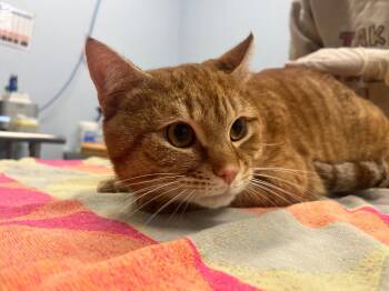Domestic Short Hair Cats Available for Adoption - Clifford | PetCurious