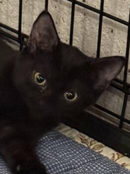 GARTER -  Domestic Short Hair Cat for Adoption in Lake Ozark, Missouri - GARTER | PetCurious