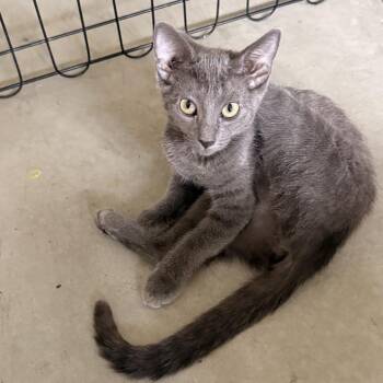 Porsche -  Domestic Short Hair Cat for Adoption in Oceanside, California - Porsche | PetCurious